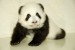panda2.jpg